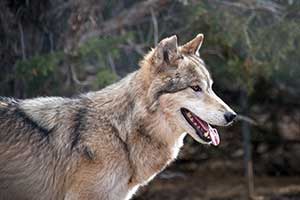 Photo of a wolf dog at the U.S Wolf Refuge