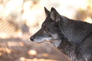 Photo of a wolf dog at the U.S Wolf Refuge