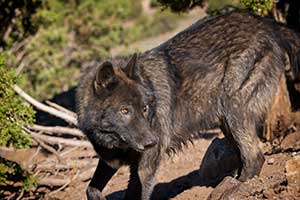 Photo of a wolf dog at the U.S Wolf Refuge