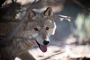Photo of a wolf dog at the U.S Wolf Refuge